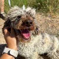 MOJO (ANIMALEA), chien à adopter