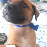 MINI (LOS REYES), chienne à adopter