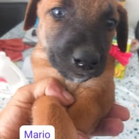 MARIO (Los Reyes), chien à adopter