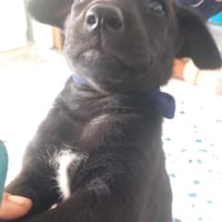 MANCHA (Los Reyes), chienne à adopter