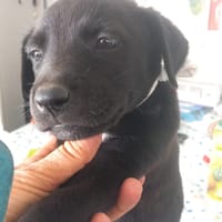 MARIA (Los Reyes), chienne à adopter