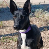 CHISPA (Lara), chienne à adopter