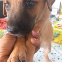 MIRLO (Los Reyes), chien à adopter