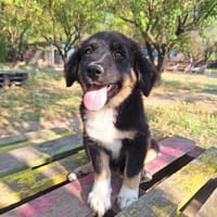 Tony, chien à adopter