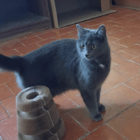 CENDRINE, chatte à adopter