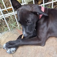ARONA , chiot femelle Berger Créole  La mignonne !, chienne à adopter