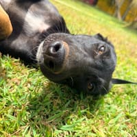 Denver mâle Berger Créole  Adorable!, chien à adopter