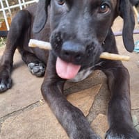 DOWY , chiot mâle Berger Créole  Le seul gars de la bande !, chien à adopter