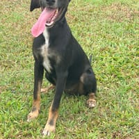 SHANIA chienne femelle Berger Créole  Adorable!, chienne à adopter
