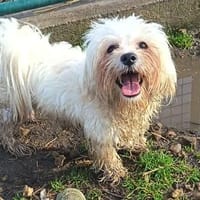 Gula- er wurde krank und wurde entsorgt, Hund zur Adoption
