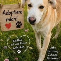 Miky sucht sein Zuhause, Hund zur Adoption