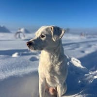 Sammy nach 10 Jahren abgegeben :'(, Hund zur Adoption