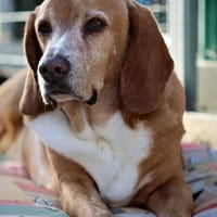 Nur eine Chance ...., Hund zur Adoption