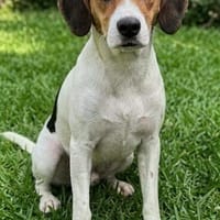 Hübsches Mischlingsmädchen Tundra sucht, Hündin zur Adoption