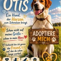 OTIS  EIN HERZ AUF VIER PFOTEN SUCHT SE, Hund zur Adoption