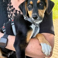 Velislava, Hündin zur Adoption