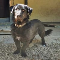 Ron, Hund zur Adoption