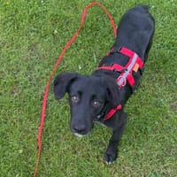 Rüde Bruno sucht ein Zuhause, Hund zur Adoption