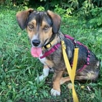 ruhige & menschenbezogene TALISKA, Hündin zur Adoption