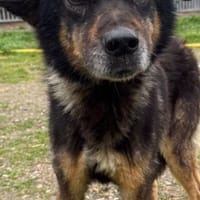 Aramis - ruhig u. sehr lieb, Hund zur Adoption