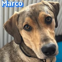 Marco - verschmust, aktiv, lernwillig, Hund zur Adoption