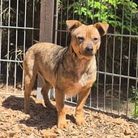 Rody, Hund zur Adoption