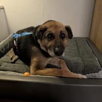 Helena möchte noch viel erleben, Hündin zur Adoption