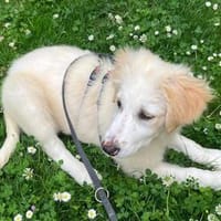 Skip - der verspielte Musterschüler, Hund zur Adoption