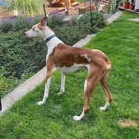 Sanfter Riese Caramelo3 sucht Familie, Hund zur Adoption