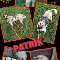 junger lieber Patrik auf PS in 91207, Hund zur Adoption