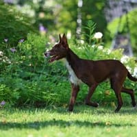 Freundlicher Chocapic1 sucht Zuhause, Hund zur Adoption