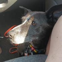 Gencho ~5 Jahre such sein Körbchen, Hund zur Adoption