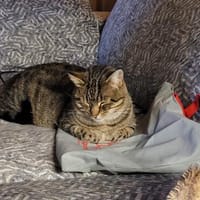 Einzelprinzessin Flia sucht ihre Familie, Katze zur Adoption
