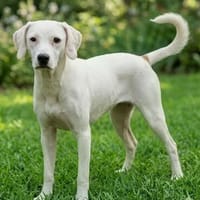 Freundlicher Lupo sucht liebes Zuhause, Hund zur Adoption