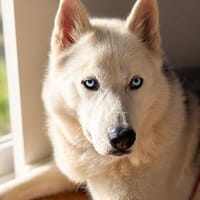 Remus Wunderschöner, besonderer Husky🧡, Hund zur Adoption