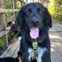 Romeo, Hund zur Adoption