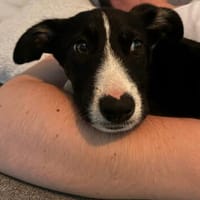 junge neugiere Paula auf PS in Wiesbaden, Hündin zur Adoption