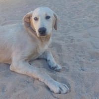 Brunio wünscht sich eine gute Zukunft, Hund zur Adoption