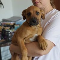 Tyson ❤, Hund zur Adoption