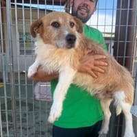 Pimpinello möchte sein Leben genießen, Hund zur Adoption