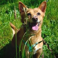 JOEY 💙 möchte einfach Spass haben, Hund zur Adoption