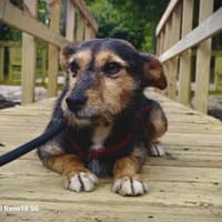 Die kleine MOANA ❤ wünscht sich Liebe, Hündin zur Adoption
