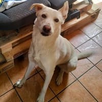 Kelly sucht ein liebevolles zu Hause, Hündin zur Adoption