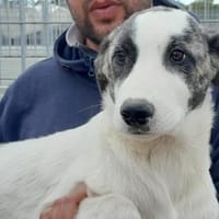 Pascal möchte zu Ihnen gehören, Hund zur Adoption