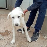 Pingo sucht Familienanschluss, Hund zur Adoption