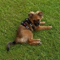 Maci  in 77776 Bad Rippoldsau, Hund zur Adoption