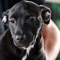 Modric möchte zu Ihnen gehören, Hund zur Adoption