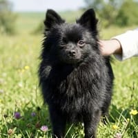 Maxiq in 72760 Reutlingen, Hund zur Adoption