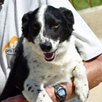 Ice möchte seine Menschen finden, Hund zur Adoption