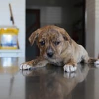 Fauna ❤, Hündin zur Adoption